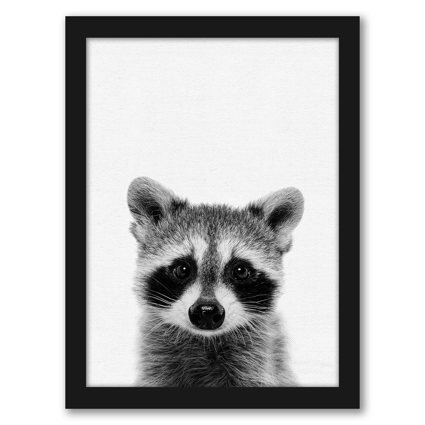 Raccoon By Nuada - Framed Print