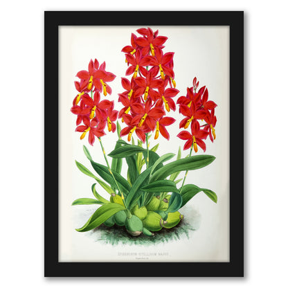 Fitch Orchid Epidendrum Vitellinummajus by New York Botanical Garden - Framed Print