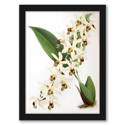 Fitch Orchid Caelogyne Massangena by New York Botanical Garden - Framed Print