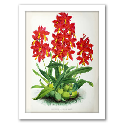 Fitch Orchid Epidendrum Vitellinummajus by New York Botanical Garden - Framed Print