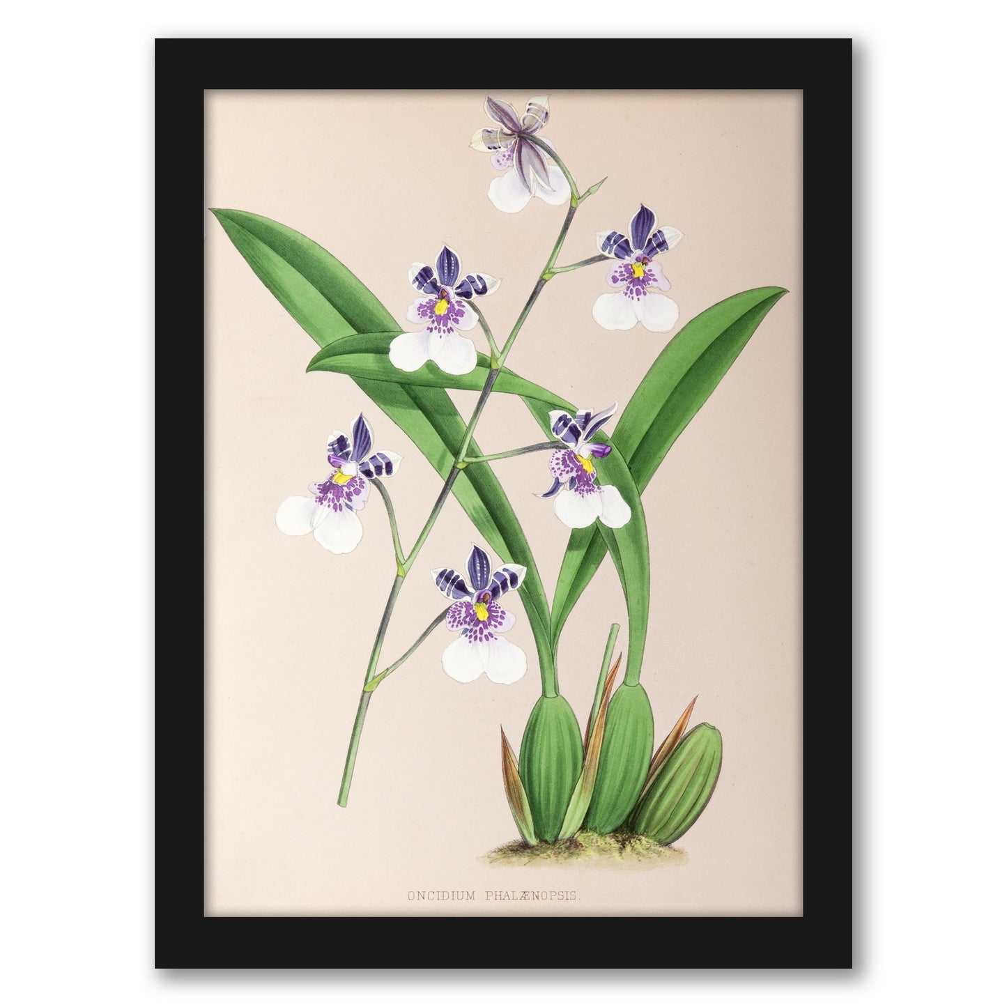 Fitch Orchid Oncidium Phalaenopsis by New York Botanical Garden - Framed Print