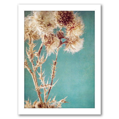 Thistles by Annie Bailey - Framed Print