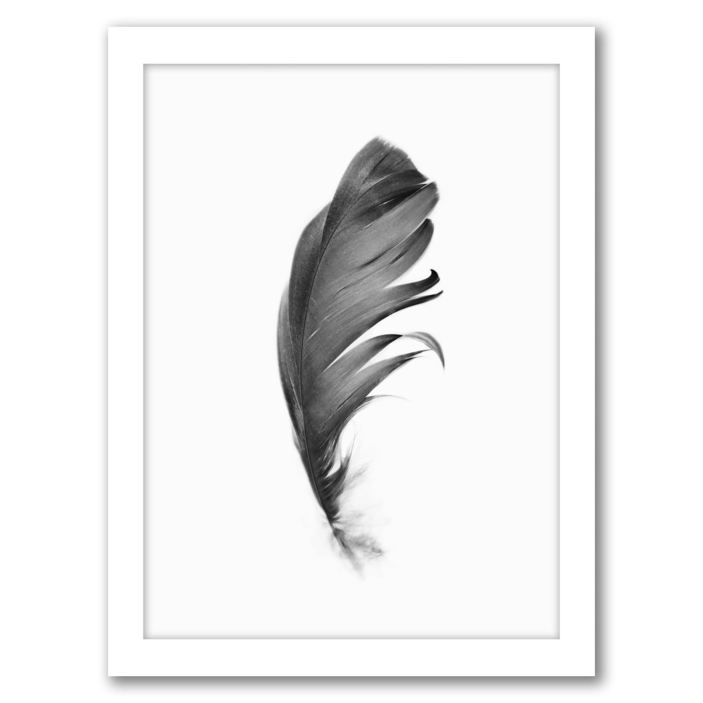 Black Feather By Sisi And Seb - Framed Print
