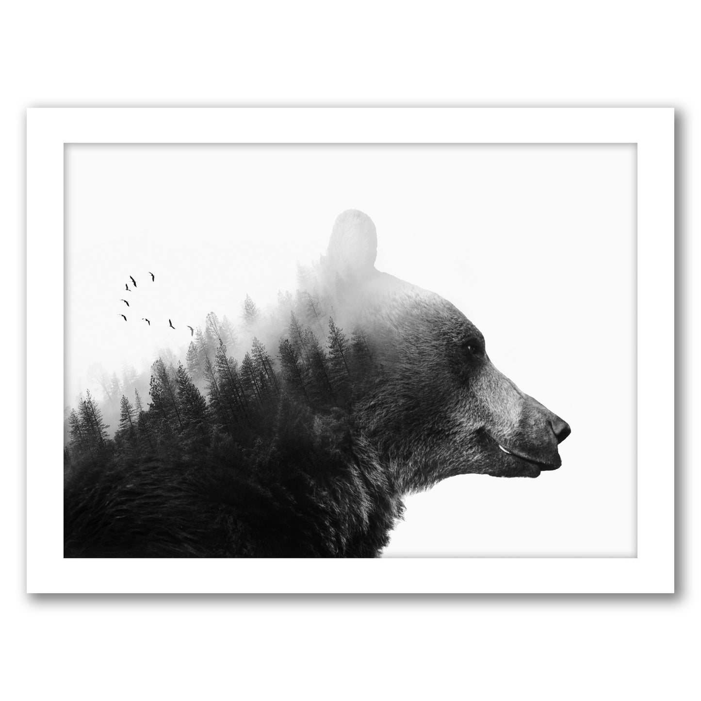 Big Bear by Emanuela Carratoni - Framed Print