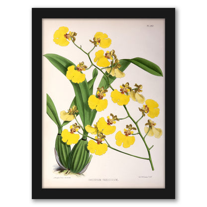 Fitch Orchid Oncidium Varicosum by New York Botanical Garden - Framed Print