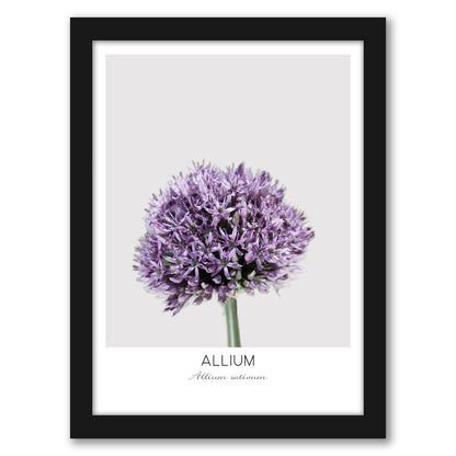 Allium By Nuada - Framed Print