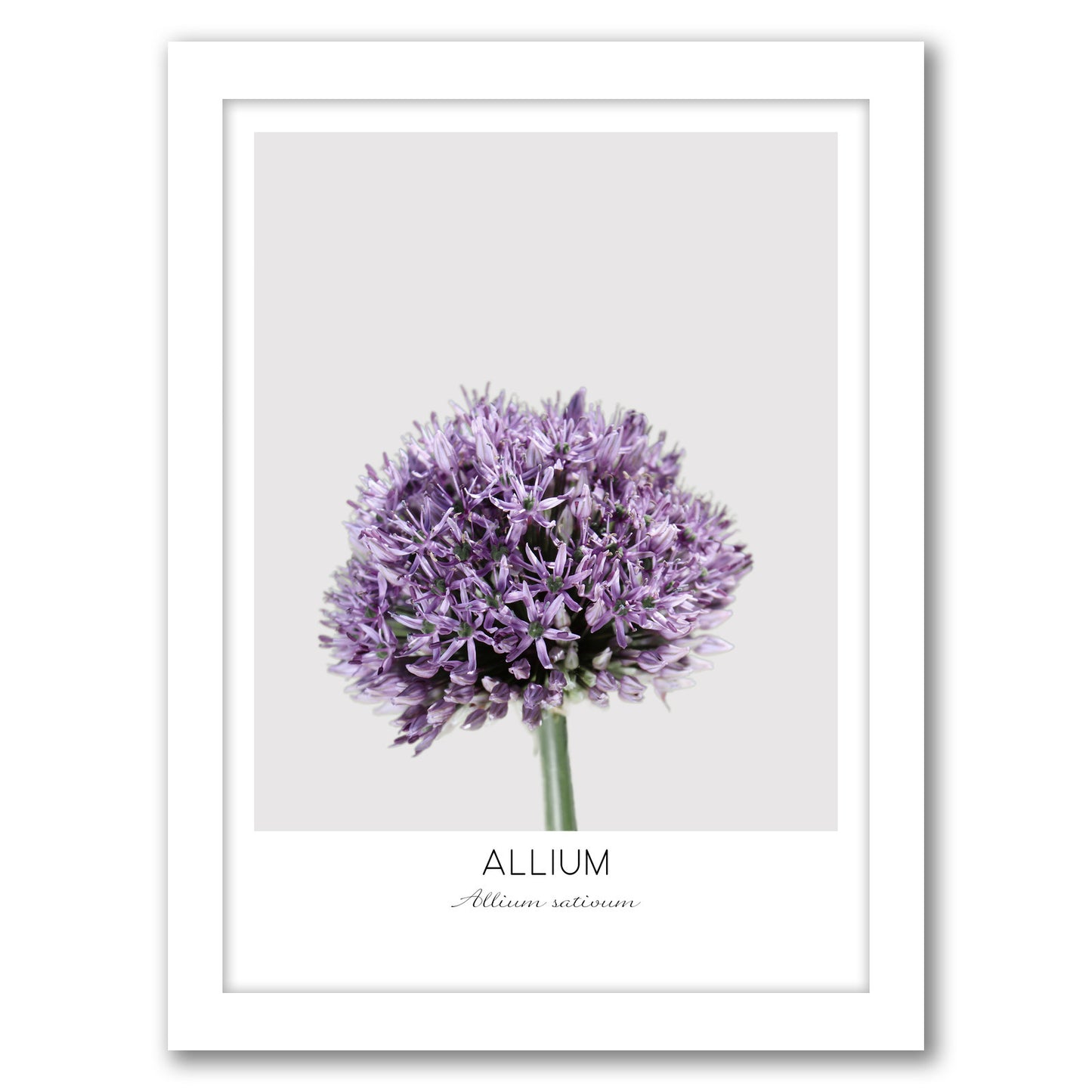 Allium By Nuada - Framed Print