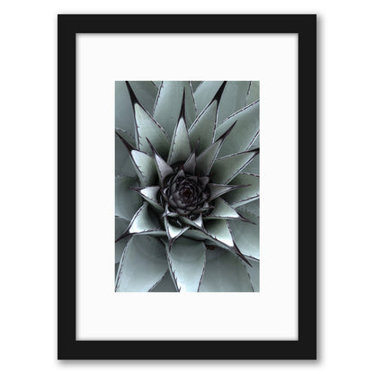 Succulent By NUADA- Framed Print