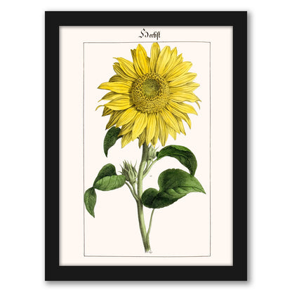 Sonnenblume by New York Botanical Garden - Framed Print