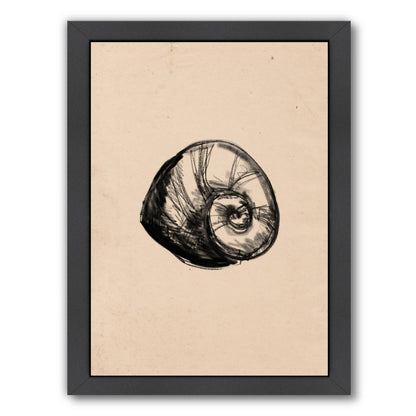 Illustrated Sea Shell 2 by Jetty Printables Framed Print - Americanflat