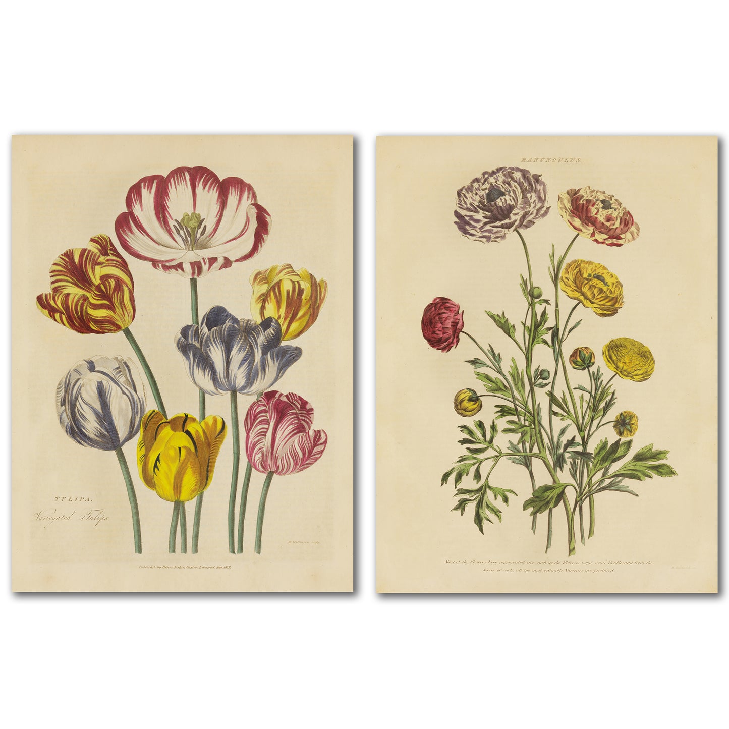 Herbal Botanical by Wild Apple - 2 Piece Wrapped Canvas Set - Americanflat