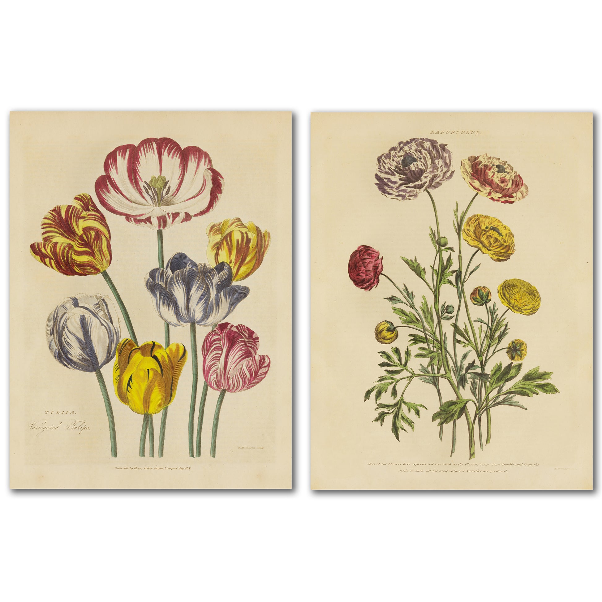 Herbal Botanical by Wild Apple - 2 Piece Wrapped Canvas Set - Americanflat