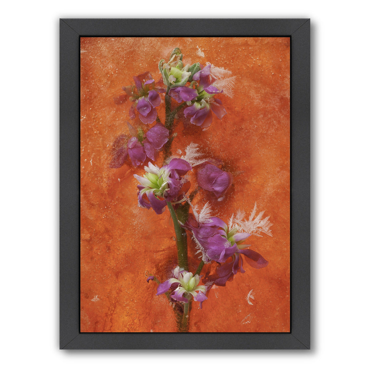 Delicate Creations by Zina Zinchik Framed Print - Americanflat