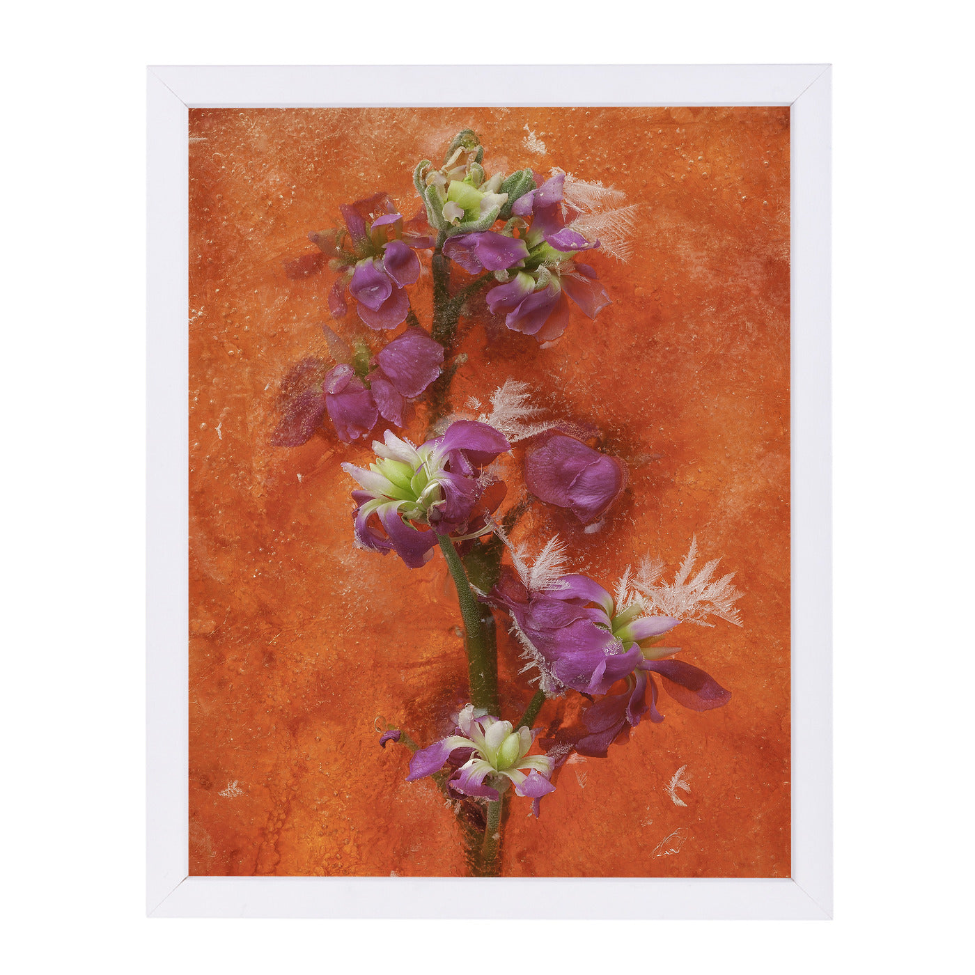Delicate Creations by Zina Zinchik Framed Print - Americanflat