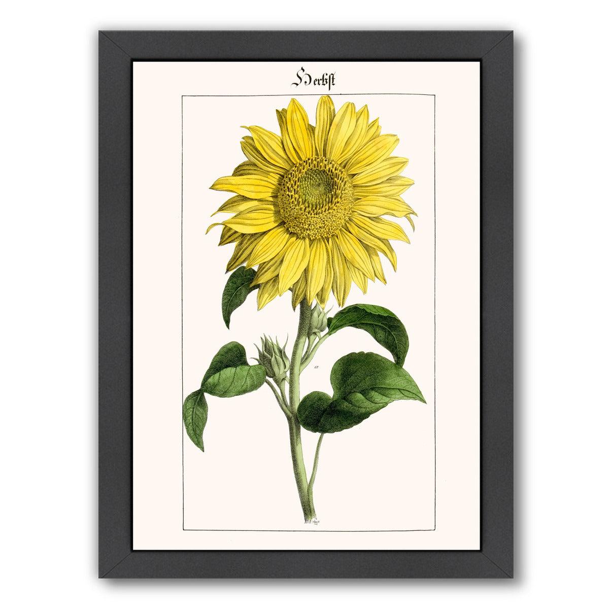 Sonnenblume by New York Botanical Garden Framed Print - Americanflat