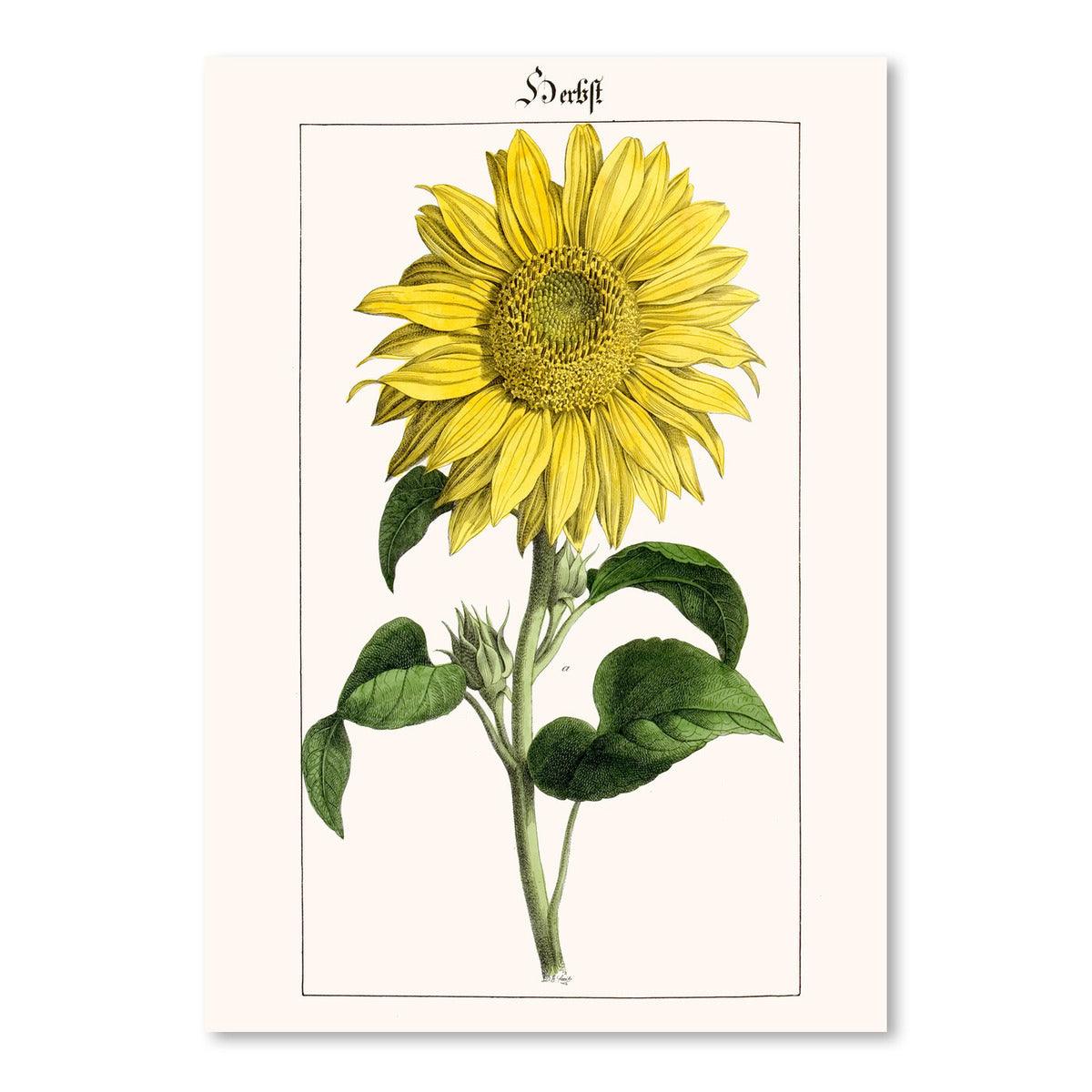 Sonnenblume by New York Botanical Garden Art Print - Art Print - Americanflat
