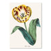 American Flora Wildtulip by New York Botanical Garden Art Print - Art Print - Americanflat