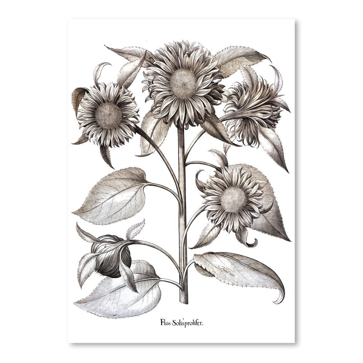 Besler 12 by New York Botanical Garden Art Print - Art Print - Americanflat