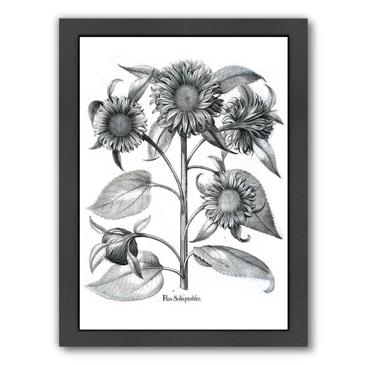 Besler 4 by New York Botanical Garden Framed Print - Americanflat