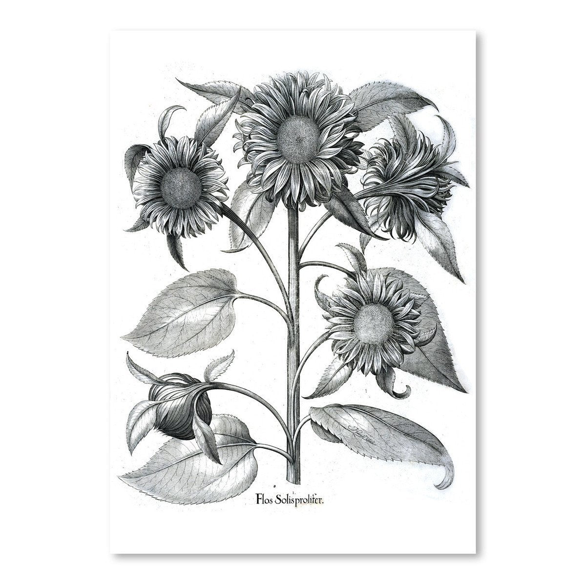 Besler 4 by New York Botanical Garden Art Print - Art Print - Americanflat