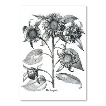 Besler 4 by New York Botanical Garden Art Print - Art Print - Americanflat