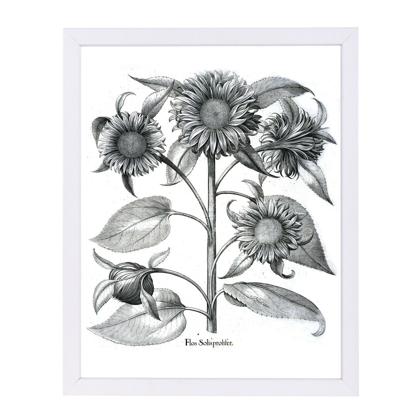 Besler 4 by New York Botanical Garden Framed Print - Americanflat