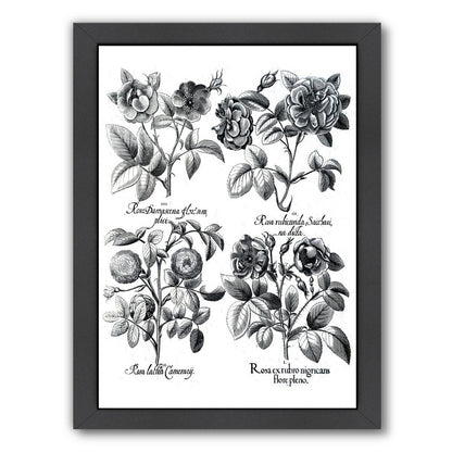 Besler 5 by New York Botanical Garden Framed Print - Americanflat