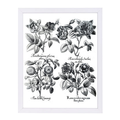 Besler 5 by New York Botanical Garden Framed Print - Americanflat