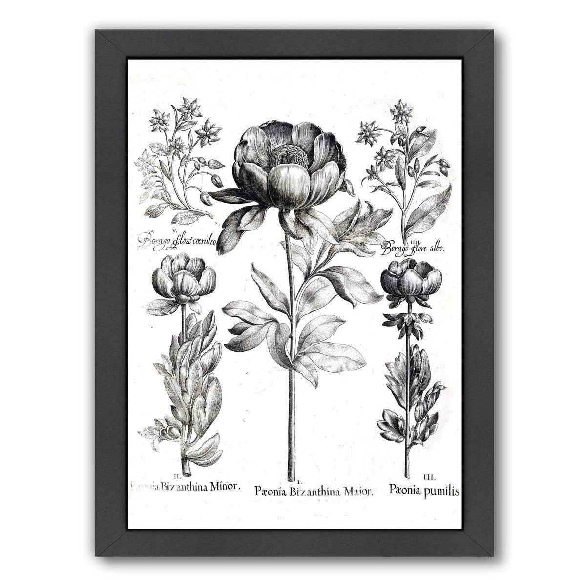 Besler 6 by New York Botanical Garden Framed Print - Americanflat