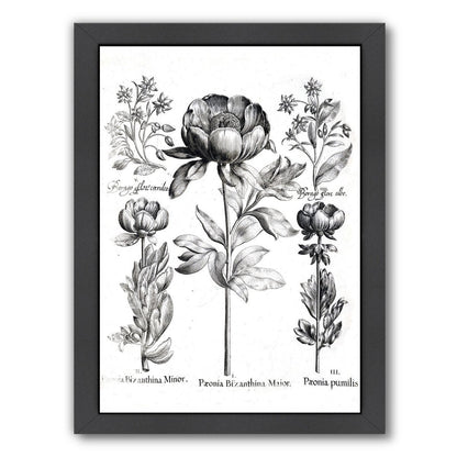 Besler 6 by New York Botanical Garden Framed Print - Americanflat