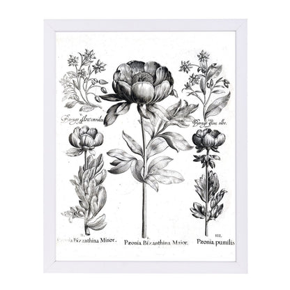 Besler 6 by New York Botanical Garden Framed Print - Americanflat