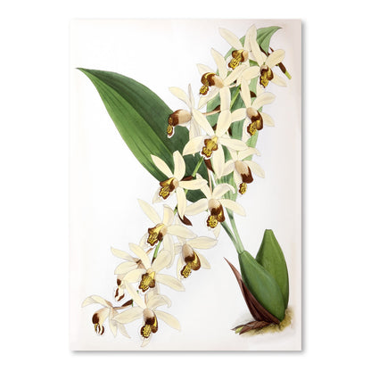 Fitch Orchid Caelogyne Massangena by New York Botanical Garden Art Print - Art Print - Americanflat