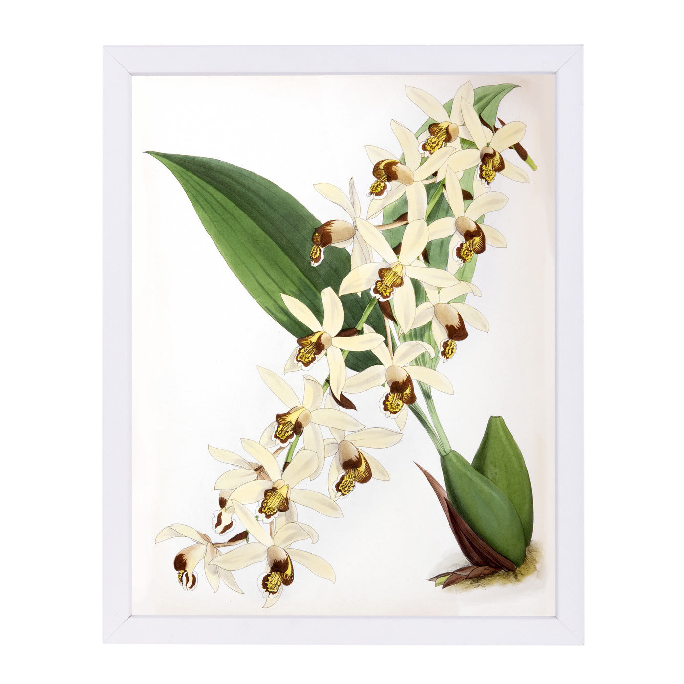 Fitch Orchid Caelogyne Massangena by New York Botanical Garden Framed Print - Americanflat