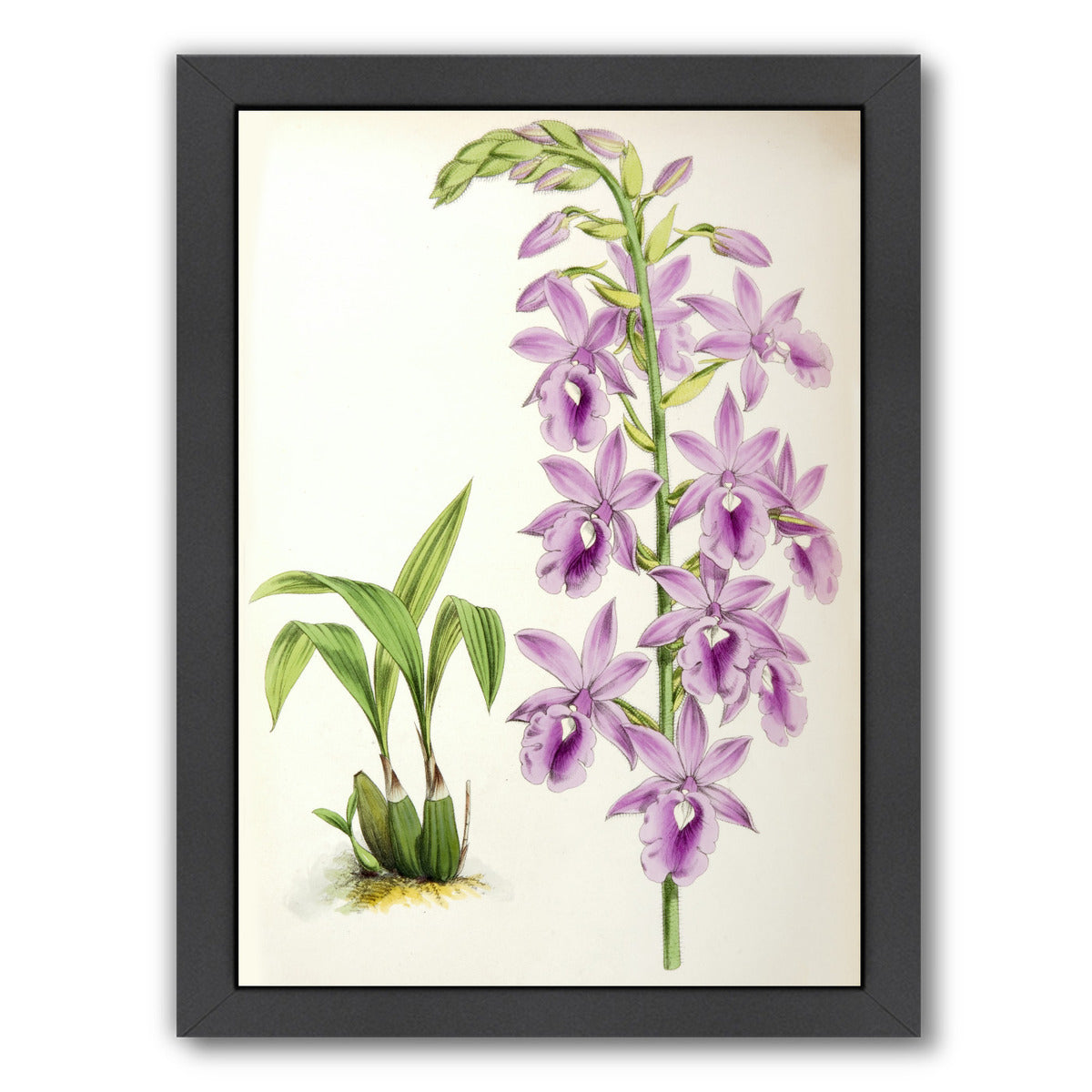 Fitch Orchid Calanthe Veitchii by New York Botanical Garden Framed Print - Americanflat