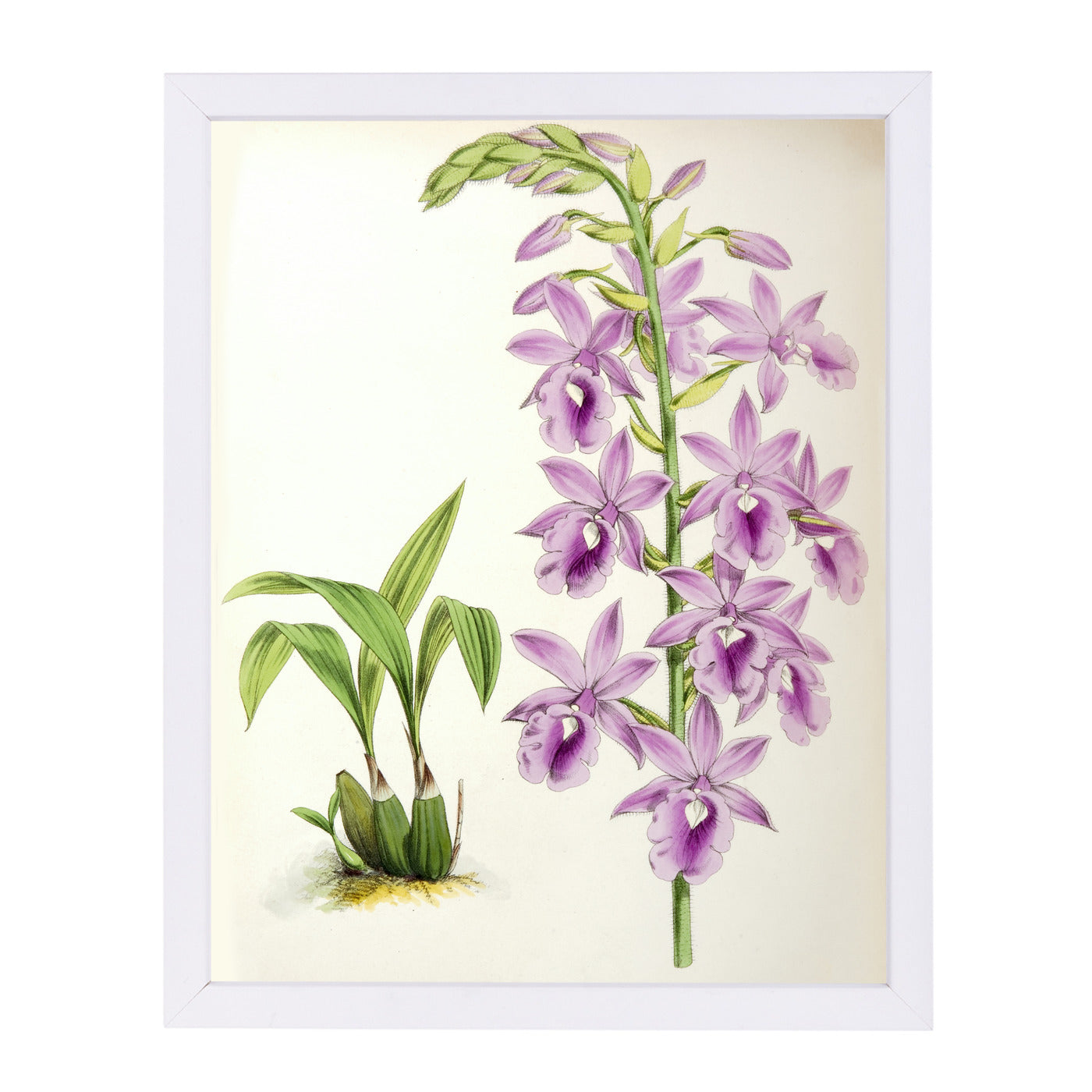 Fitch Orchid Calanthe Veitchii by New York Botanical Garden Framed Print - Americanflat