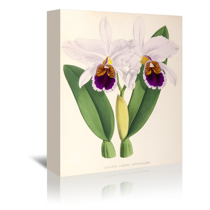 Fitch Orchid Cattleya Labiata Percivaliana by New York Botanical Garden Wrapped Canvas - Wrapped Canvas - Americanflat