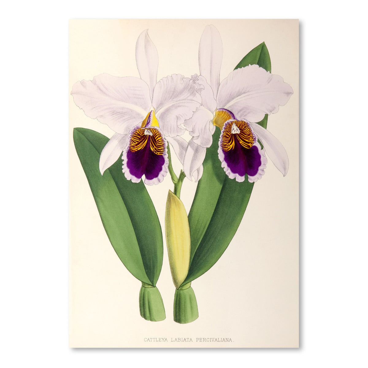 Fitch Orchid Cattleya Labiata Percivaliana by New York Botanical Garden Art Print - Art Print - Americanflat
