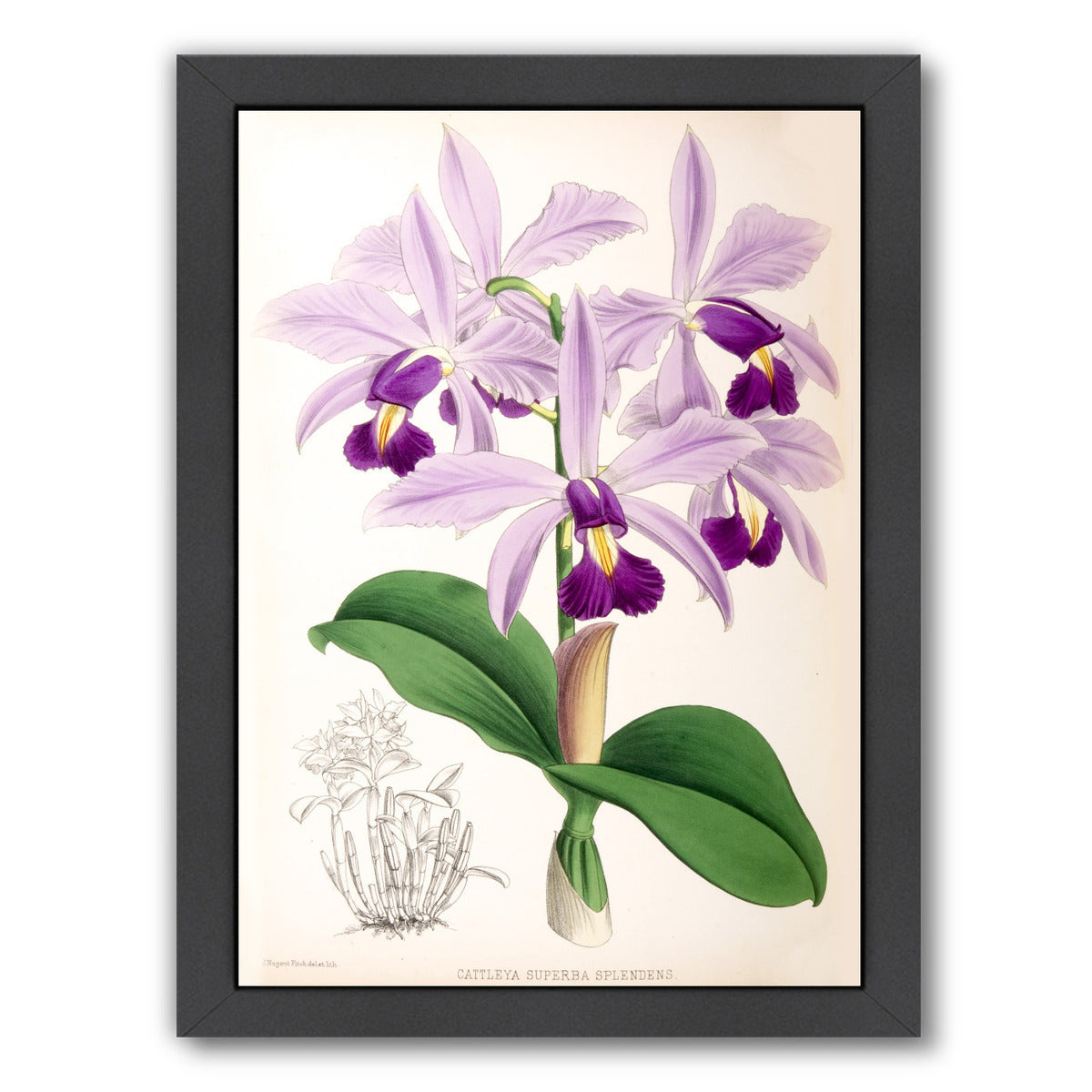 Fitch Orchid Cattleya Superba Splendens by New York Botanical Garden Framed Print - Americanflat