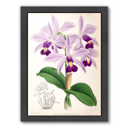 Fitch Orchid Cattleya Superba Splendens by New York Botanical Garden Framed Print - Americanflat