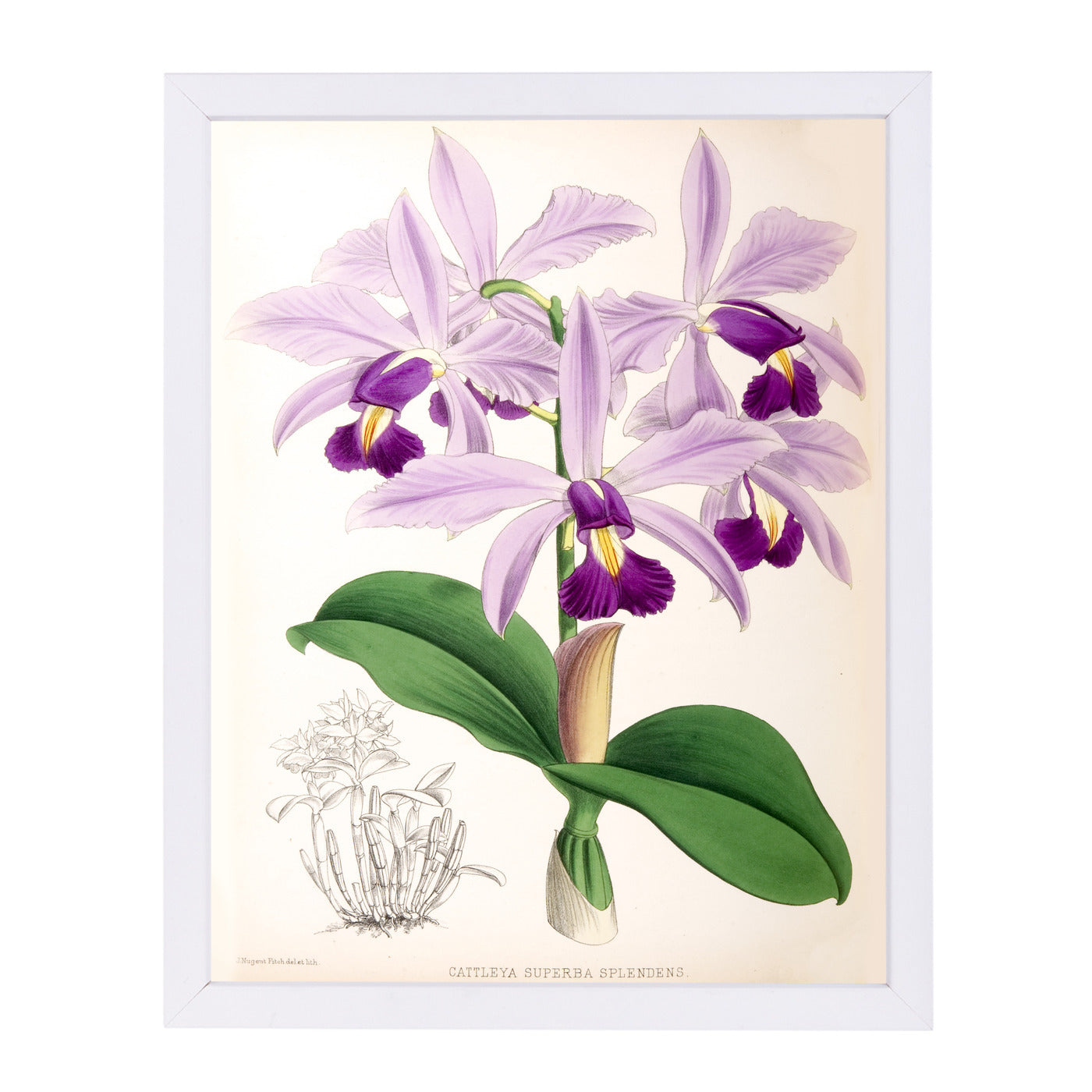 Fitch Orchid Cattleya Superba Splendens by New York Botanical Garden Framed Print - Americanflat