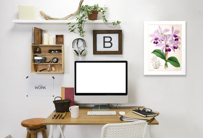 Fitch Orchid Cattleya Superba Splendens by New York Botanical Garden Framed Print - Americanflat