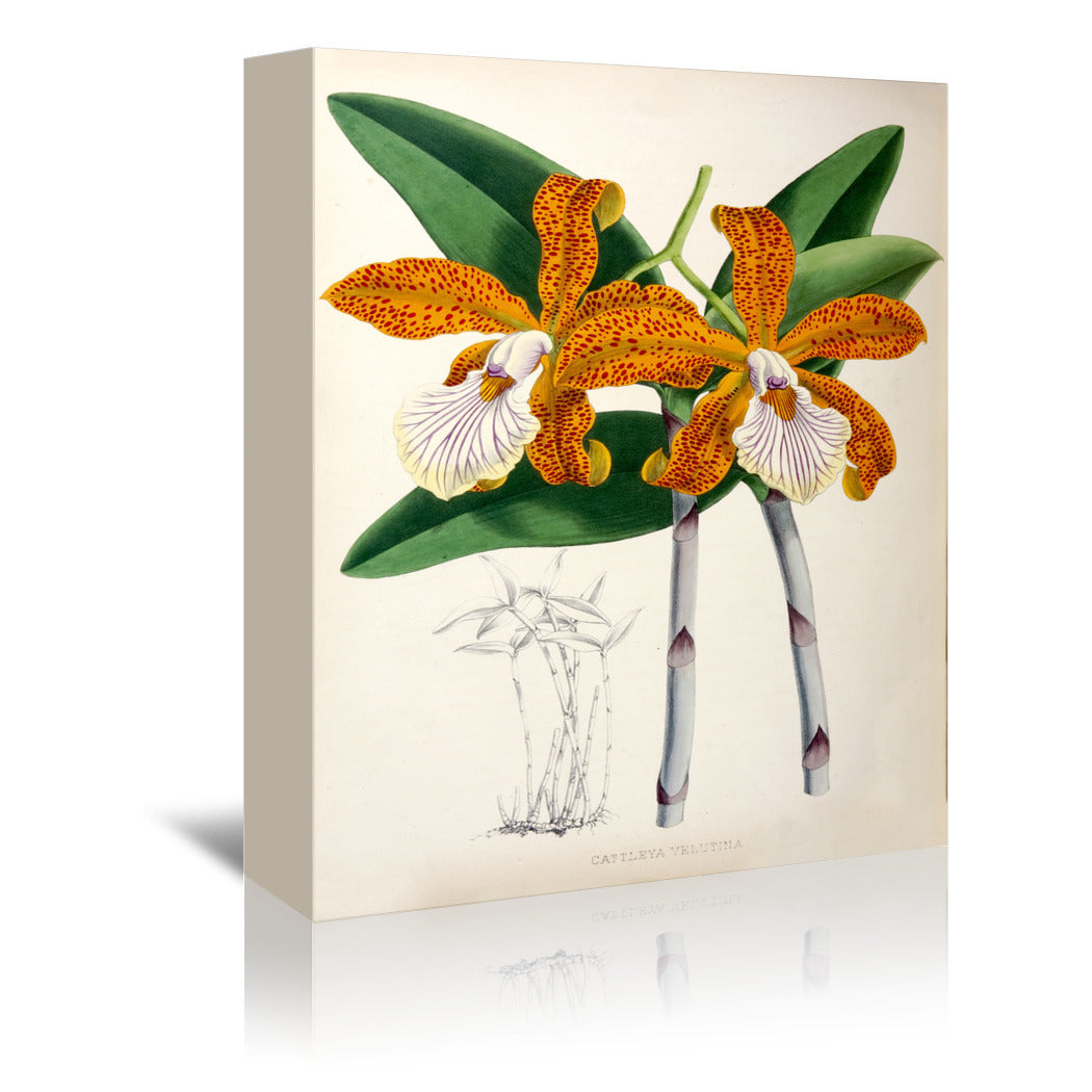 Fitch Orchid Cattleya Velutina by New York Botanical Garden Wrapped Canvas - Wrapped Canvas - Americanflat
