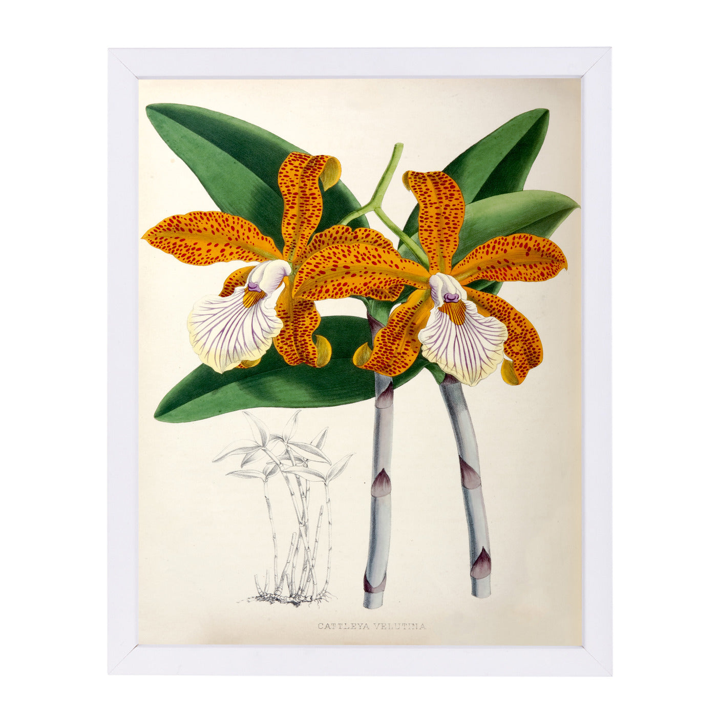 Fitch Orchid Cattleya Velutina by New York Botanical Garden Framed Print - Americanflat