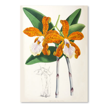 Fitch Orchid Cattleya Velutina2 by New York Botanical Garden Art Print - Art Print - Americanflat