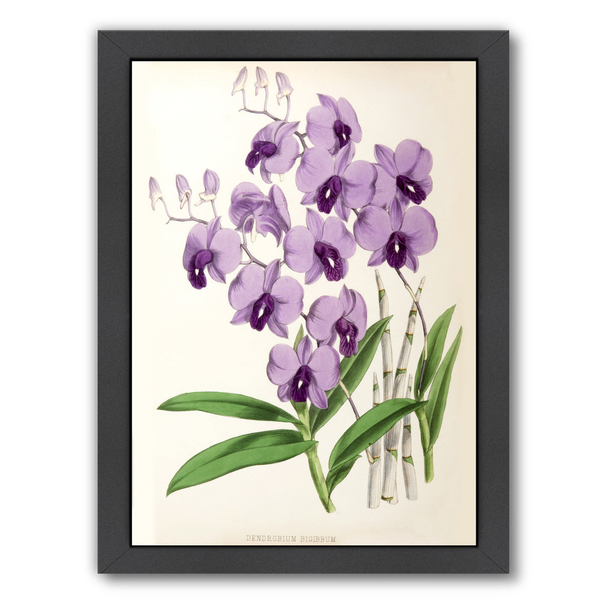 Fitch Orchid Dendrobium Bigibbum by New York Botanical Garden Framed Print - Americanflat