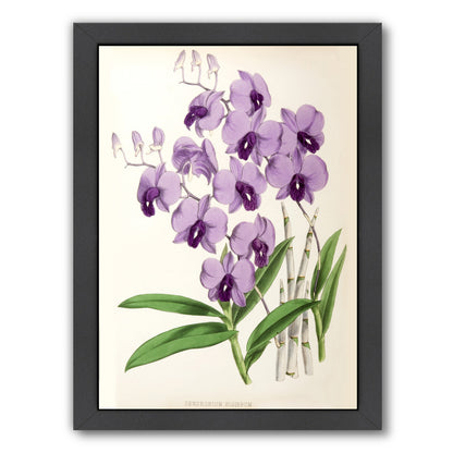 Fitch Orchid Dendrobium Bigibbum by New York Botanical Garden Framed Print - Americanflat
