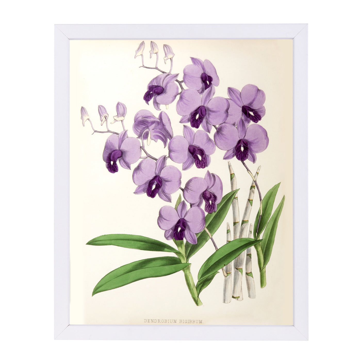 Fitch Orchid Dendrobium Bigibbum by New York Botanical Garden Framed Print - Americanflat