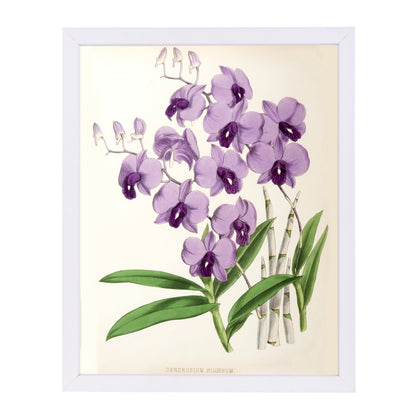 Fitch Orchid Dendrobium Bigibbum by New York Botanical Garden Framed Print - Americanflat