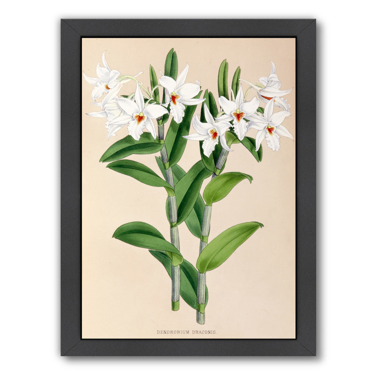 Fitch Orchid Dendrobium Draconis by New York Botanical Garden Framed Print - Americanflat