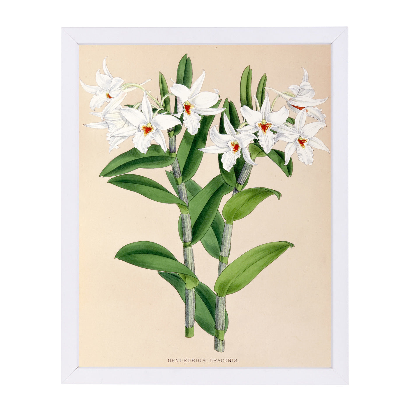 Fitch Orchid Dendrobium Draconis by New York Botanical Garden Framed Print - Americanflat